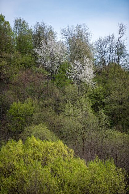 Photo le paysage de printemps.