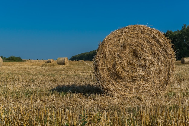 Paysage avec récolte de foin sous caution