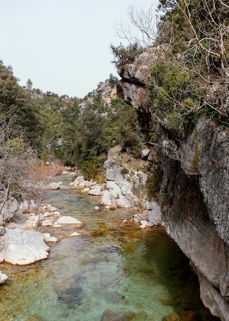 Paysage de rivière en forêt