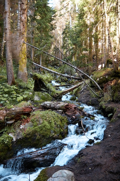 Paysage, rivière de montagne et forêt, eau qui coule sur les rochers, les plantes et la verdure au bord du ruisseau