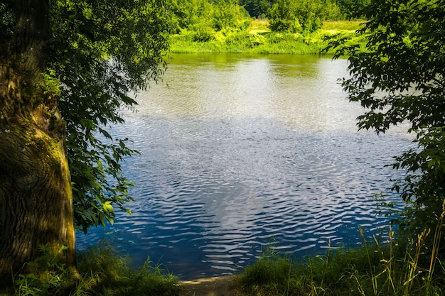 Paysage de rivière rurale d'été