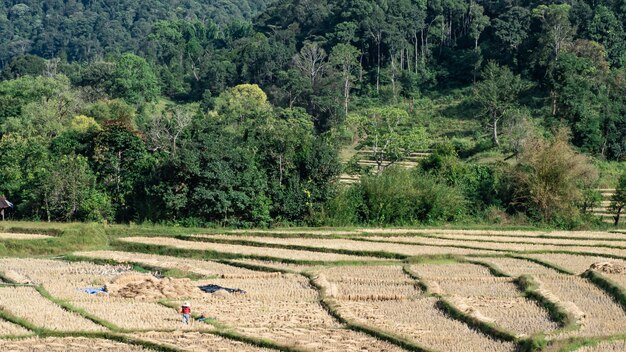 Paysage de riz de champ, Mae Hong Son, nord de la Thaïlande