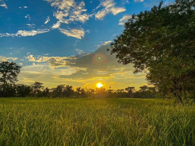 Paysage de riz avec coucher de soleil du soir