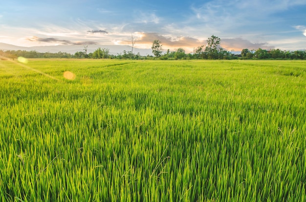 Paysage de riz et de graines de riz dans la ferme avec beau ciel bleu