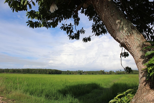 Photo paysage de rizière avec arbre
