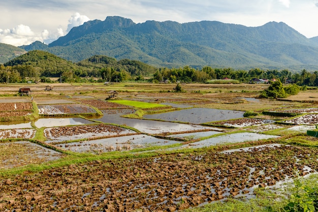 Paysage de rizière en Asie du Sud-Est après la saison des récoltes.