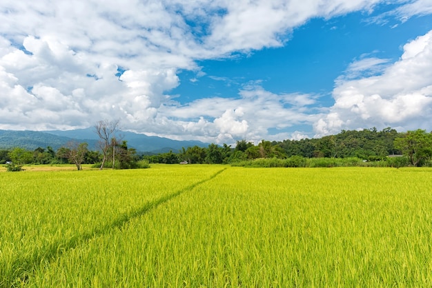 Paysage de rizière avec ciel de bkue