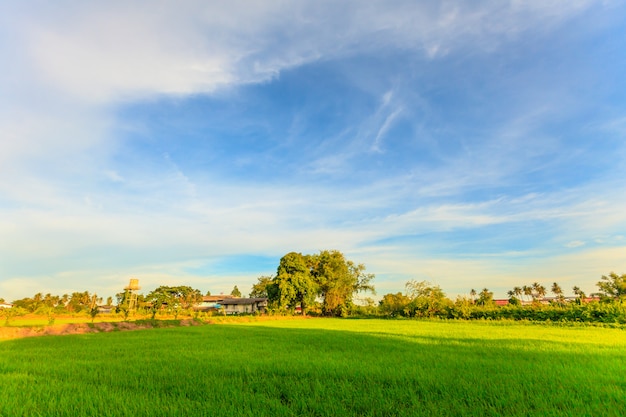 Paysage de rizière et ciel bleu