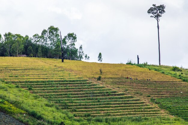 Paysage de rizière dans la campagne thaïlandaise.