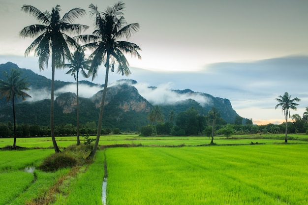 Paysage de rizière dans la campagne de Thaïlande.