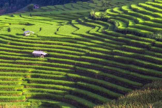 Le paysage de rizière est la scène en octobre de chaque année à Chiang Mai.