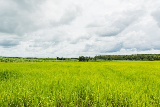 Paysage de rizière, plantation de champ de jasmin rine en Thaïlande