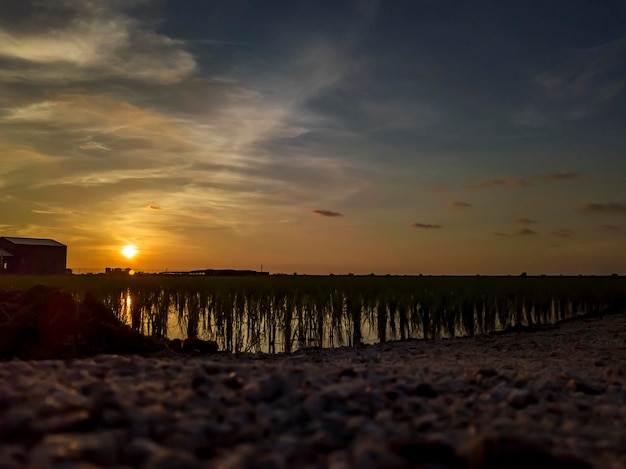 Paysage de rizière à Selangor en Malaisie avec une vieille maison en bois abandonnée au milieu d'une rizière et d'un ciel coloré au coucher du soleil