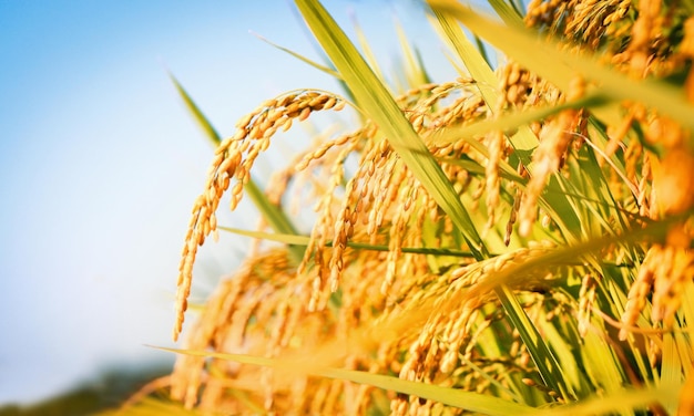 Paysage de rizières avec des cultures qui mûrissent au soleil d'automne et des épis de riz jaunes et du riz abondant