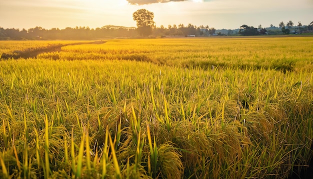 Paysage de rizières dorées Mise au point douce du paysage de rizières avec coucher de soleil