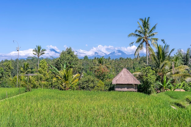 Paysage avec rizières maison de paille et palmier à une journée ensoleillée sur l'île de Bali Indonésie Nature et concept de voyage