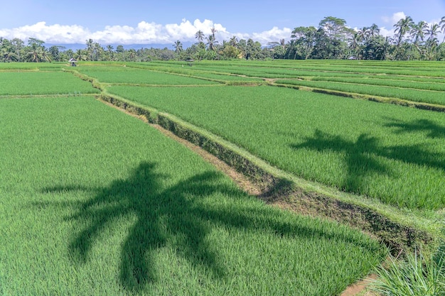 Paysage avec rizières et palmier à une journée ensoleillée sur l'île de Bali Indonésie Nature et concept de voyage