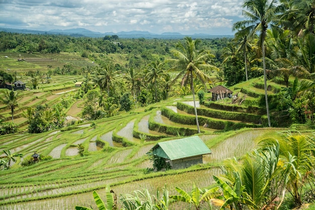 Paysage de rizières en terrasses de Jatiluwih à Bali Indonésie