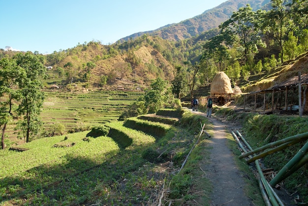 Paysage de rizières vertes dans les collines du Népal.