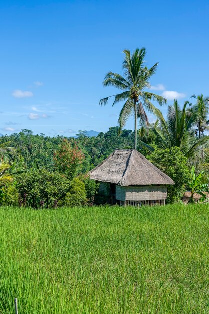 Paysage avec des rizières vertes, une maison de paille et des palmiers à une journée ensoleillée sur l'île de Bali, en Indonésie. Concept de nature et de voyage