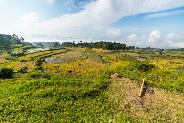 Paysage De Rizières