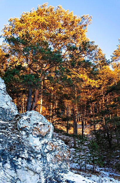 Paysage de rochers avec des pins avec une couronne jaune et verte dans une forêt enneigée en automne ou en hiver