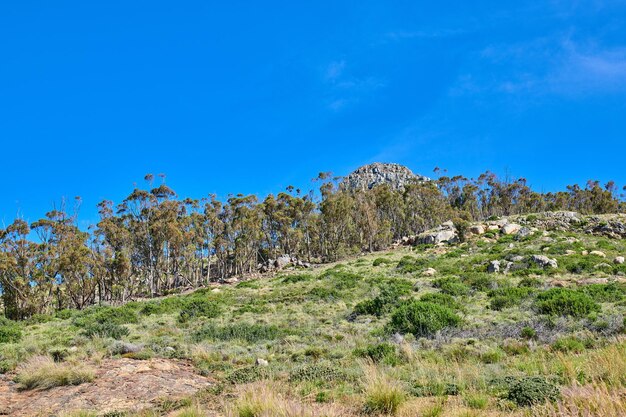 Paysage rocheux d'une montagne sous le soleil de Cape Town Afrique du Sud Plantes vertes luxuriantes et buissons poussant sur un fond de ciel bleu Vues relaxantes et apaisantes sur le pic calme de Lions Head et l'air frais