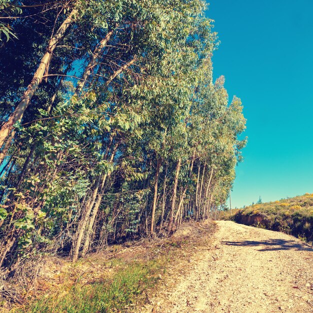 Paysage avec une route de campagne le long d'un bosquet d'eucalyptus Paysage rural