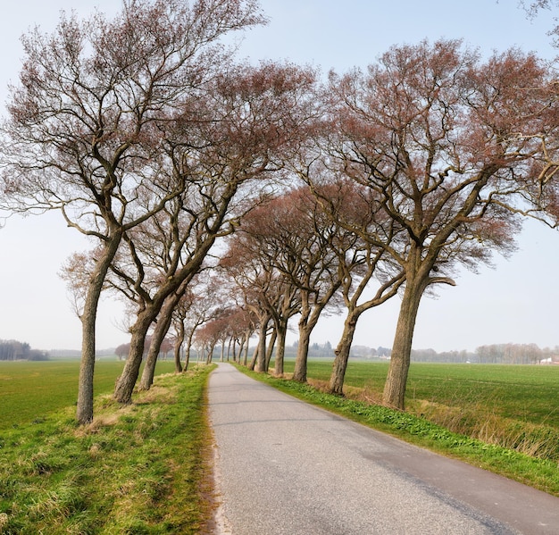 Paysage d'une route goudronnée avec des arbres poussant et suivant la direction du vent dans la campagne Route menant à un environnement rural avec une prairie luxuriante pour se rendre à une destination de vacances