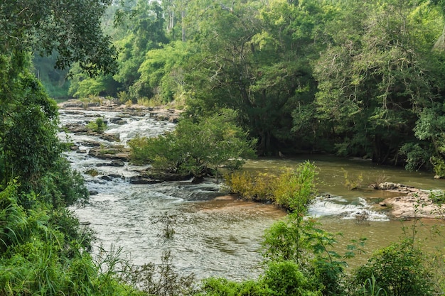 Paysage de ruisseaux et de forêts