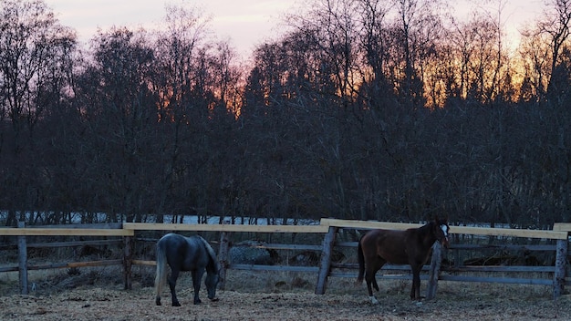 Paysage rural et animaux Des chevaux de couleur foncée marchent sur fond de magnifique coucher de soleil