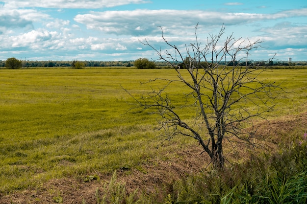 Paysage rural, arbre mort au bord d'une prairie fauchée