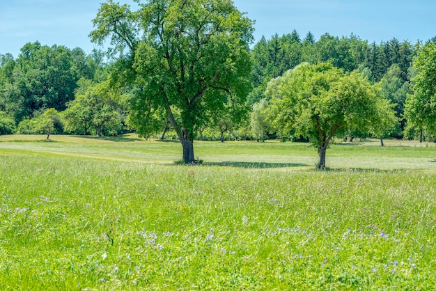 paysage rural avec des arbres fruitiers