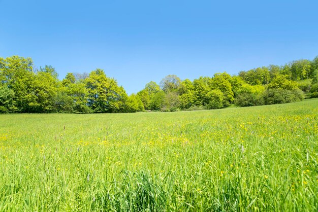 paysage rural au printemps