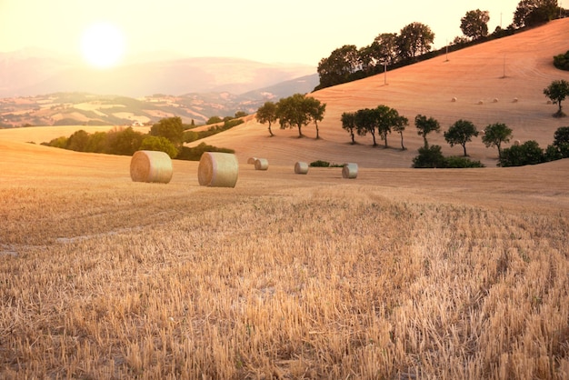 Paysage rural avec des balles de foin dans les champs agricoles à la campagne