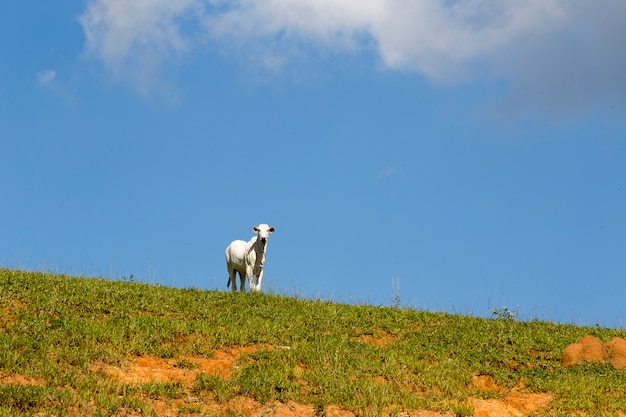 Paysage rural avec bétail, herbe et ciel bleu