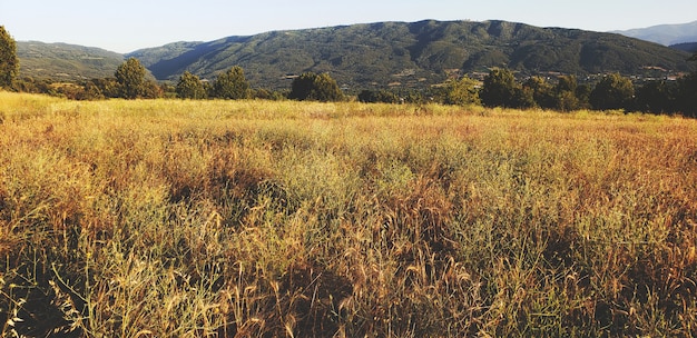 Photo paysage rural avec champ de blé