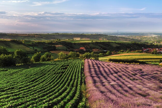 Photo paysage rural avec champ de lavande en fleurs