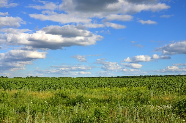 Un paysage rural avec un champ vert de tournesols tardifs sous un ciel bleu nuageux