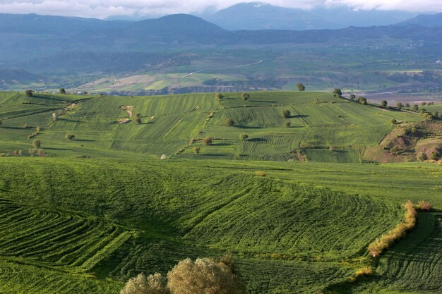 Paysage rural champs cultivés verts