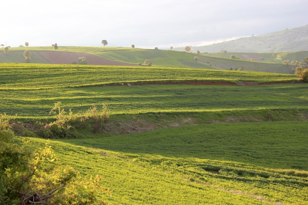 Paysage rural champs cultivés verts