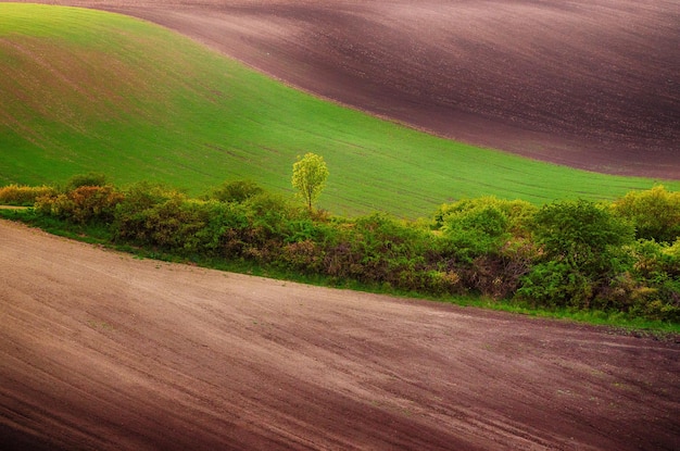 Paysage rural avec des champs verts et des arbres, Moravie du Sud, République Tchèque