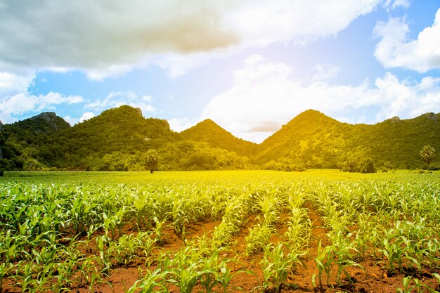 Paysage rural, collines et ferme de maïs au coucher du soleil avec une lumière chaude en Thaïlande