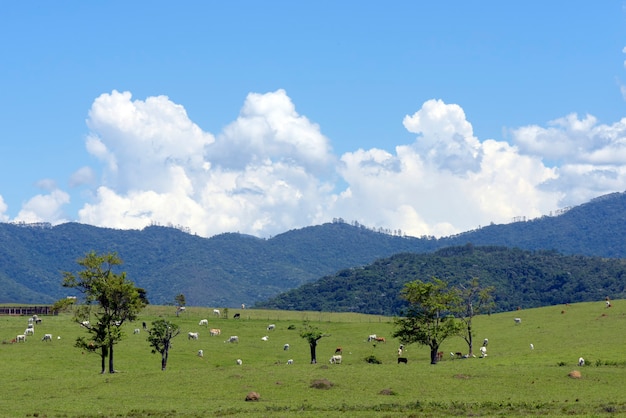 Photo paysage rural avec du bétail sur les pâturages, les arbres, les collines et le ciel bleu. état de sao paulo, brésil.