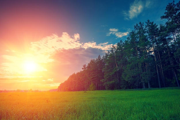 Paysage rural du soir au printemps Champ et forêt