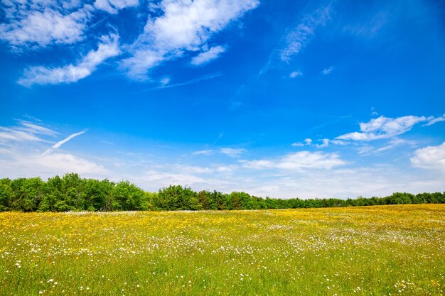 Paysage rural d'été du sud de l'Angleterre Royaume-Uni