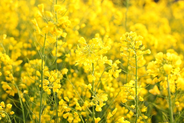 Paysage rural pittoresque avec champ de colza jaune, de colza ou de canola. Champ de colza, fleurs de canola en fleurs se bouchent. Viol sur le terrain en été. Huile de colza jaune vif. Colza en fleurs