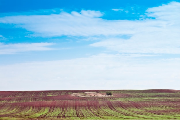 Paysage rural. Les pousses d'hiver