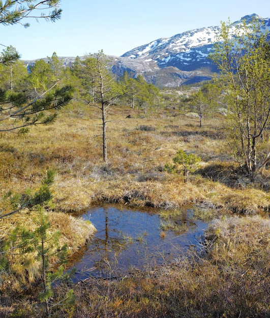 Paysage rural d'une prairie envahie avec des marais humides non cultivés Copyspace avec de l'herbe sèche et des zones humides sur un marais à Bodo Nordland Norvège sur fond de ciel bleu et montagne enneigée