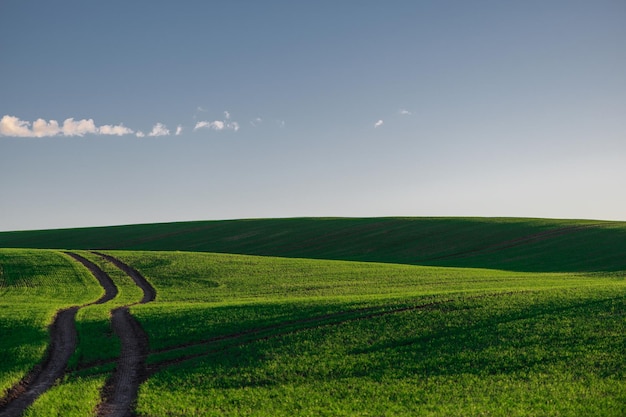 Un paysage rural propre avec un champ vert ciel bleu et une piste de tracteur